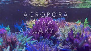 Frag Garage  Captive Acropora Spawn [upl. by Ahsilahs677]