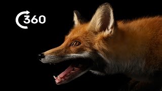 Life as a City Fox 360°  Planet Earth II  Behind The Scenes [upl. by Nets]