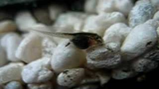 Fire belly toad tadpole 6 days after the egg was layed four days after hatching [upl. by Marisa690]