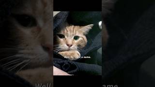 Take your kitten to the vetshorts viralvideo shortsvideo [upl. by Amari514]