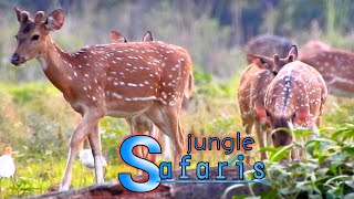 4k wild birds animals  jungle safari  animal live relaxtion sound [upl. by Emelia]