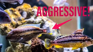 How to Manage African Cichlid Aggression [upl. by Innob65]