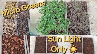 Growing Microgreens With Out Grow lightsStart To FinishSouth Africa Cape Town Garden [upl. by Alfonse]