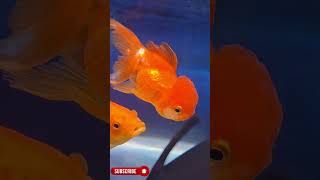 Oranda Goldfish Aquarium  Aquarium Lovers Pune [upl. by Bowman881]