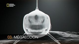 La machoire du Megalodon [upl. by Hallsy539]