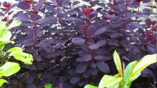 Plantsmans Corner Smoke Bush [upl. by Adnole382]