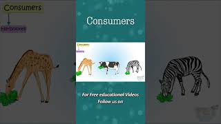 Consumers  Herbivores Carnivores Omnivores  Food Chain  Producers Consumers  Science shorts [upl. by Ardnoid]