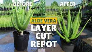 How To Layer Cut and Repot Big Aloe Vera Plant [upl. by Llertnahs]