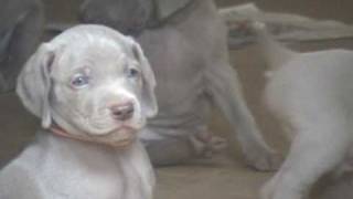 Weimaraner Puppies 1st Time Outside [upl. by Stent601]