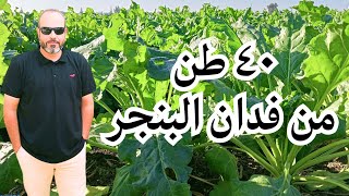 ازاى توصل لاعلى انتاجية من محصول البنجر يتعدى ٤٠ طن للفدان [upl. by Lezned]