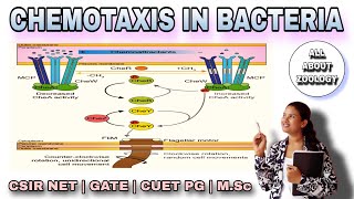 CHEMOTAXIS PATHWAY IN BACTERIA  MSc Classes  Cell Biology  CSIRNET [upl. by Leanor]