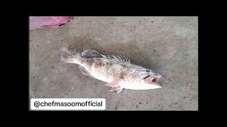 Info Hamour Fish by chef Masoom chefmasoom cheflife seafood worldchef pakistanichefs foryou [upl. by Nuhsar]