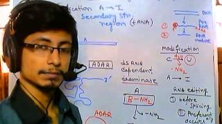 RNA editing adenosine to inosine [upl. by Yremrej]