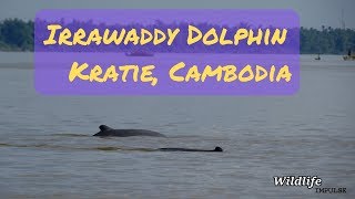 Irrawaddy Dolphins in Cambodia dolphin watching in Kratie along the Mekong 2018 [upl. by Oleic]