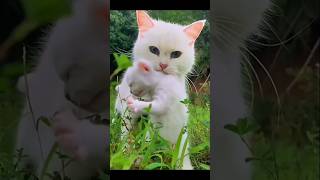 Mother cat and Baby kitten youtubeshorts [upl. by Alvina]