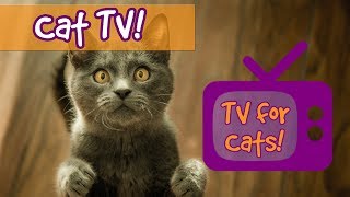 Videos for Cats to Watch Fun Nature Footage for Cats with Relaxing Music Birds Fish Lizards🐈📺 [upl. by Nickolaus]