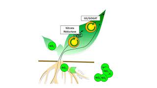 Transformation par les plantes de N minéral en protéines [upl. by Jarrad]