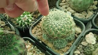 When and How To Water Cacti  Peak Growing Season [upl. by Ysied]