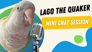 Chatterbox Quaker Parrot  Lago the Quaker mini chat session [upl. by Aserehc762]