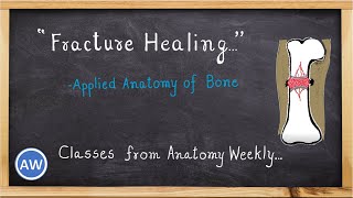 Bones  Fracture Healing Applied Anatomy  Classes from Anatomy Weekly  Anatomy Weekly Ep  12 [upl. by Aurelio330]