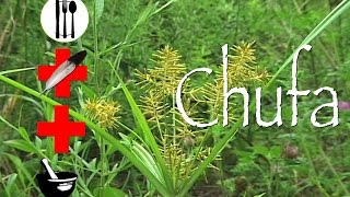 Chufa Flatsedge Edible Medicinal amp Other Uses [upl. by Suiluj]