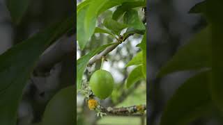 New Zealand 🇳🇿 Rotorua plum tree [upl. by Hoon]