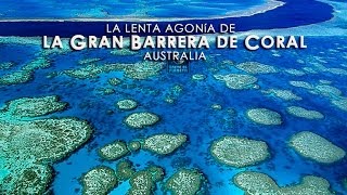 LA GRAN BARRERA DE CORAL Un milagro de la naturalezaHD13 [upl. by Chobot]