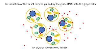 Protoplastmediated gene editing for disease resistance [upl. by Lorenzana]