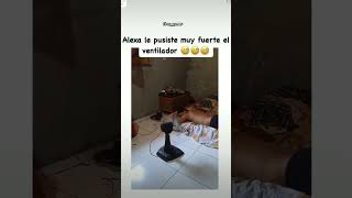 Le puso muy fuerte el ventilador Alexa 🤑 memes shors humor alexameme ventiladores humor [upl. by Fe165]