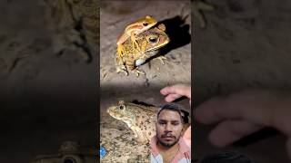 Catch the funny frog slow motion  slow motion funny  Epic Frog Catching Adventures Funny  shorts [upl. by Maisel]