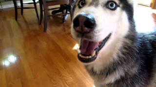 Mishka the Talking Husky Wants to Say quotI love youquot [upl. by Ignacia]