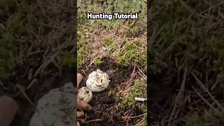 How To Find Matsutake Mushroom Tutorial outdoors shorts mushrooms fungi adventures [upl. by Loeb]