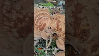 Giant Polypore The Colossal Fungus You Wont Believe mycology fungi forest valexmedia prahan [upl. by Guibert843]