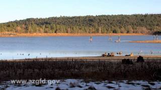 Arizona Duck Hunt [upl. by Frederich]