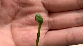 Habenaria Radiata Plants In Bud Egret Orchid [upl. by Esinehs]