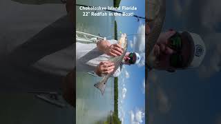 Redfish on Chokoloskee Island legal amp in the boat fishing redfish reddrum backcountryfishing [upl. by Agarhs]