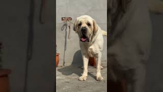 Best Labrador kennel in India  Top Labrador breeder in Punjab dogkennel breeder [upl. by Callas824]