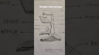 Simple microscope 🔬biology microbiology science viralvideo shortvideo subscribe love shayari [upl. by Gilboa114]