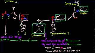 Urea Cycle Part 2 of 5  Details [upl. by Cook]