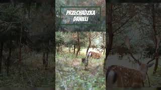 PRZECHADZKA DANIELI fotopułapka trailcamera trailcam daniel fallowdeer forest nature las [upl. by Aiuqenehs]