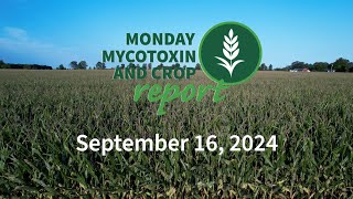 Monday Mycotoxin and Crop Report for September 16 2024 [upl. by Moia729]