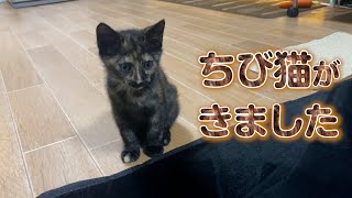 【衝撃のかわいさ】朝起きると僕の家に子猫がいました [upl. by Affay]