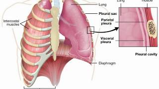 Pulmonary Edema vs Pleural Effusion [upl. by Siuoleoj830]