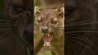 Meet the Fossa Madagascars Top Predator [upl. by Htebarual355]