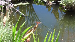 Swimming Pool to Natural Pond Conversion  Episode 5 [upl. by Hiro]