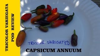 ⟹ Tricolor Variegata Pepper  Capsicum annuum  Pod Review [upl. by Adaj]