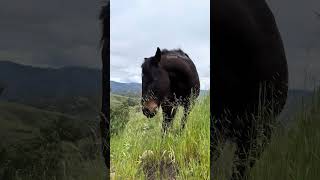 Wild mustang natural habitat blueberryranch horseranch horse equestrian mustanghorse horsefan [upl. by Tyika840]