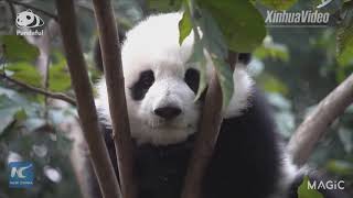 Cute panda cub falls asleep on tree branch [upl. by Collin]