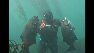 Pesca submarina Iquique  Acha o Mero chino [upl. by Lally203]