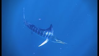 MARLIN filmed from Drone  EPIC Baitball Action [upl. by Ahsekam]